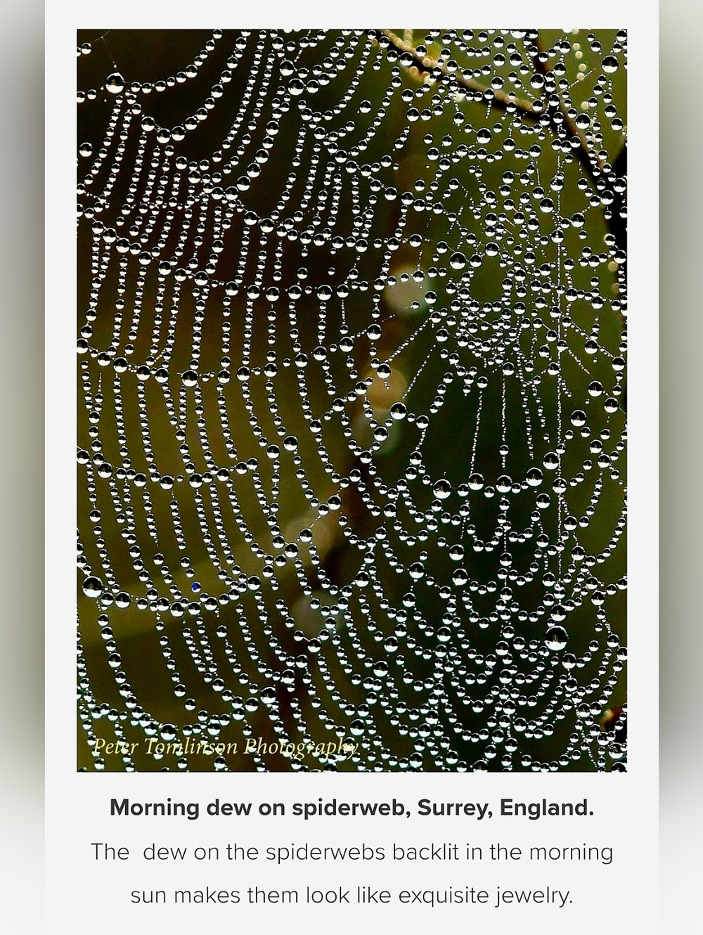 Signed Spiderweb Photography Print Peter Tomlinson Nature Wall Art Matted Surrey - Picture 2 of 7